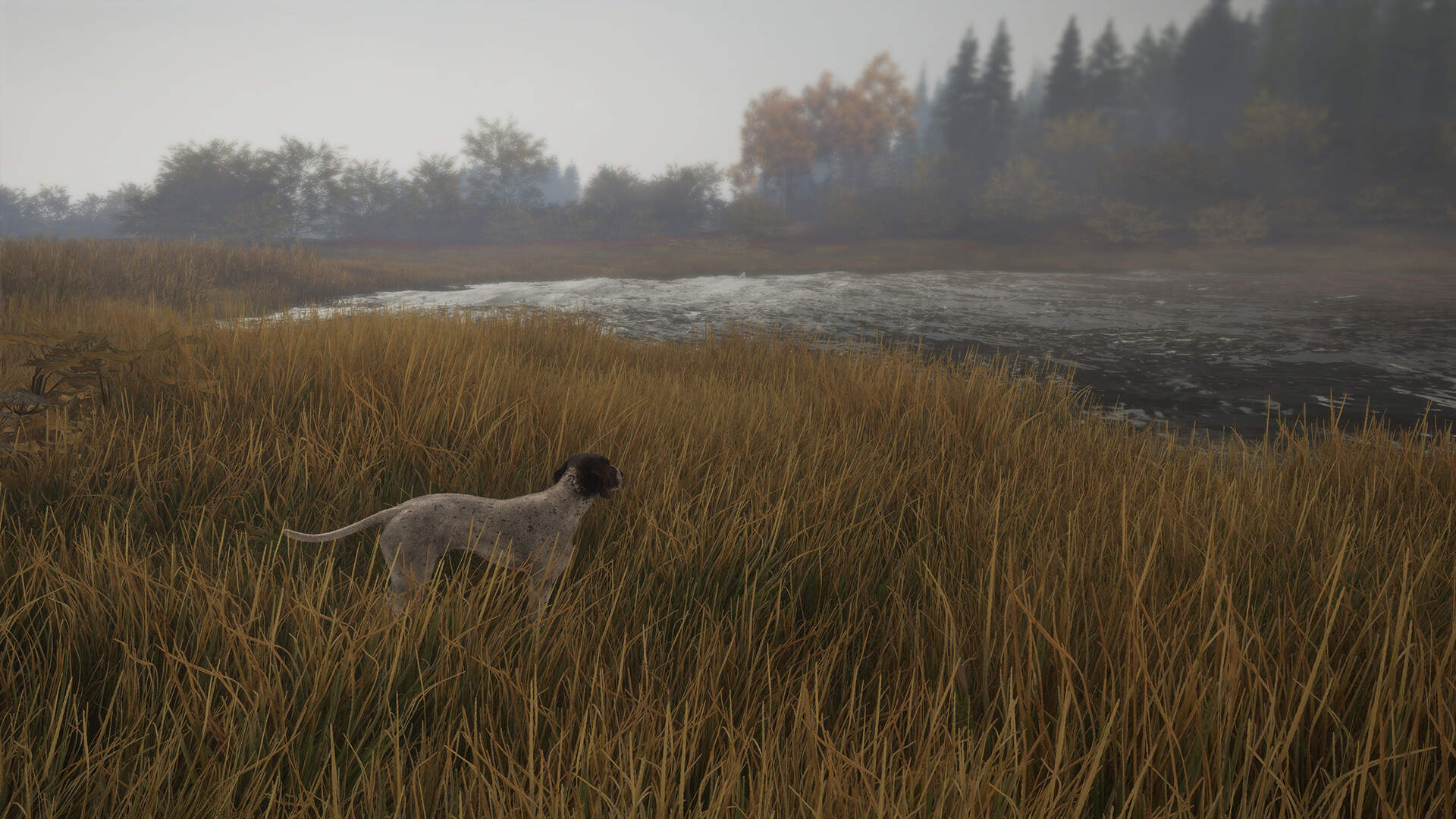 theHunter: Call of the Wild - German Shorthaired Pointer